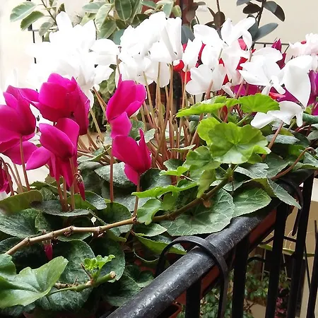 Appartement Lilium House Aventino